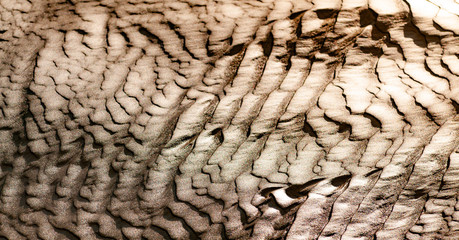 Therapeutic mud pool near coniferous forest