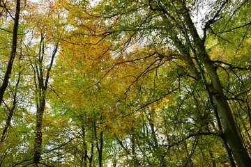 Fototapeta premium tree in autumn