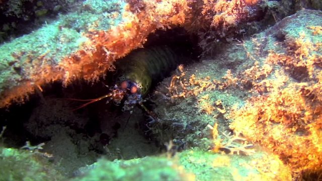 Peacock Mantis Shrimp, Odontodactylus Scyllarus, Philippines