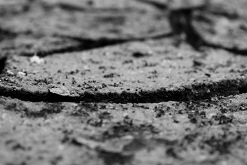 texture in the moss