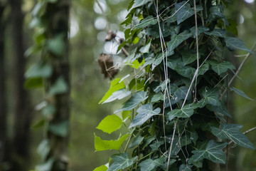 Edera in foglie -Pianta rampicante su tronco d'albero