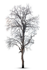 Obraz premium Dead tree in nature on a white background