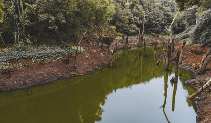 lake in forest