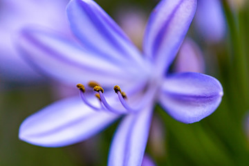 Agapanthus