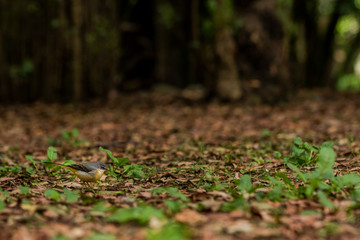 Bird autumn leaves in the forest