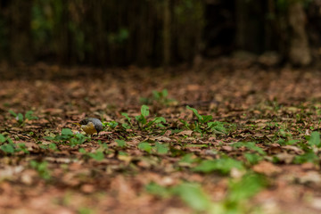 Bird on the grass