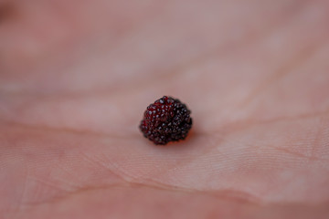closeup of raspberry macro
