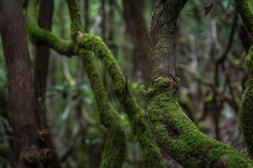 moss on tree