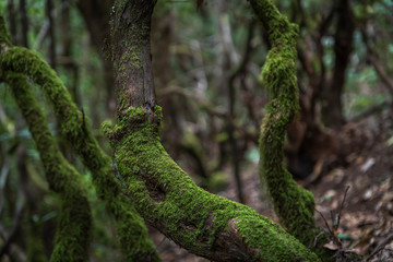 wave in the tree