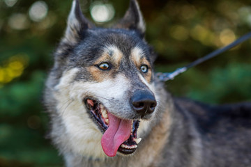 Husky portrait in autumn park close up.