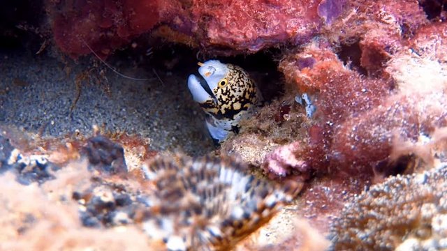 Muraena Hidding In Corals