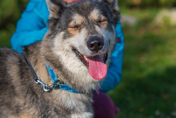 Husky portrait in autumn park close up.