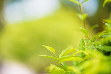 Obraz premium Beautiful green leaves background