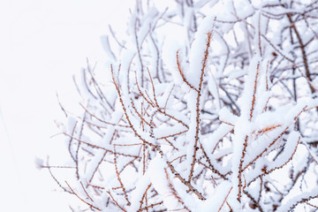 Close up of branches covered with snow.Tree Branch In The Snow Stock Photo..Background of tree branches in the snow.