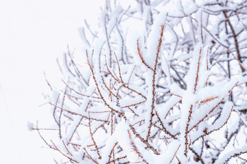 Close up of branches covered with snow.Tree Branch In The Snow Stock Photo..Background of tree branches in the snow.