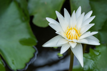 A beautiful white lotus in the morning