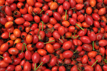 Freshly picked rose hips