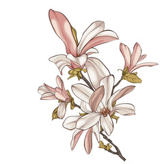 Magnolia tree with flowers vector illustration.