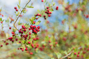 Red wild berries in the branchs with blue sky behind