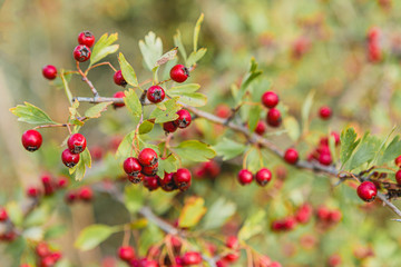 Red wild berries in the branchs with green leaves behind