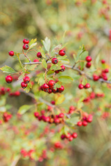 Red wild berries in the branchs with green leaves behind