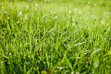 Closeup of fresh green grass on summer field or gadren next to house