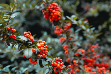 Orange wild berries in the branchs with green leaves behind