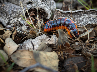 Caterpillar in its natural environment.