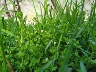 spring green grass in the park
