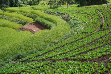 Vegetable plots of local agriculture, rural agriculture in Asian countries