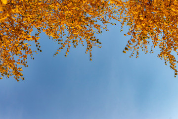 Looking up through the treetops. Beautiful natural frame of foliage against the sky. Copy space.