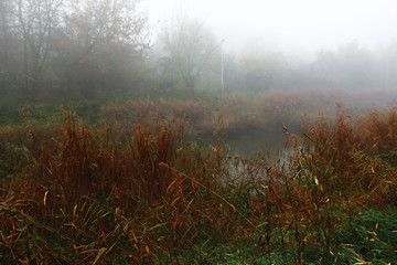 Fog in the morning park