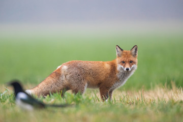 Mammals - European Red Fox (Vulpes vulpes)