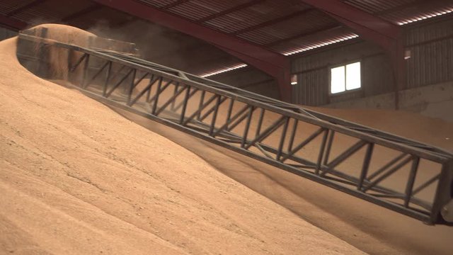 Huge storage facility of agricultural crops. Telescopic handler loading grain at mill storehouse. Agro logistics concept .