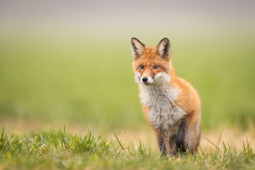 Mammals - European Red Fox (Vulpes vulpes)