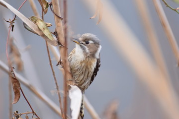 Japanese pygmy woodpecker on dry grass