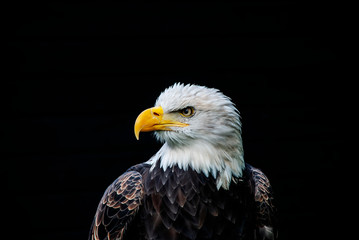 Close up of a Bald Eagle (Haliaeetus leucocephalus)
