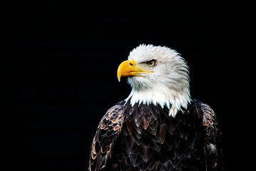 Close up of a Bald Eagle (Haliaeetus leucocephalus)