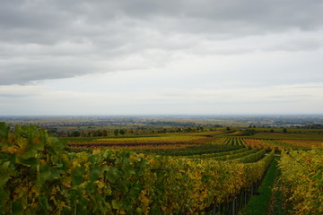 Fototapeta na wymiar Panoramablick aus den Weinbergen der Südlichen Weinstrasse auf die Rheinebene