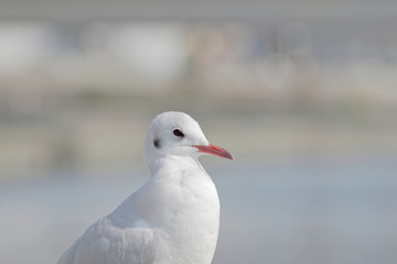 Obraz premium closeup black-headed gull against blurred background