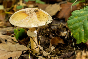 Champignons en forêt