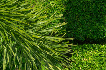 Top view of the tree