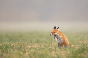 Mammals - European Red Fox (Vulpes vulpes)