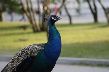Obraz premium peacock on the background of the lawn