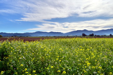 Senfblüte im Dreiamtal