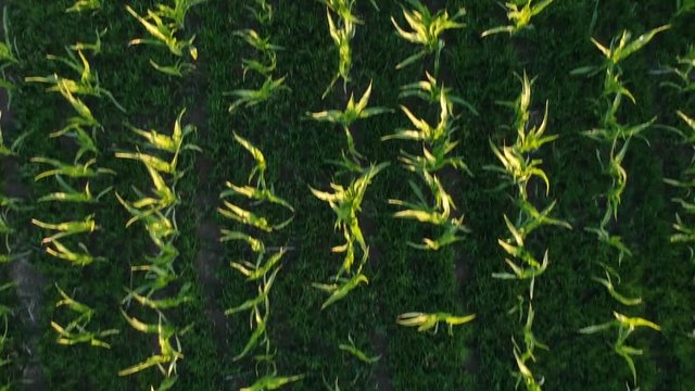 Aerial view: corn field with young sprouts