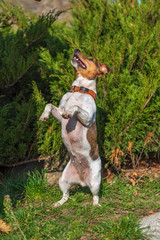 Jack Russell standing on hind legs in the park.