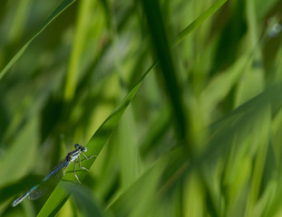 dragonfly on blade of grass