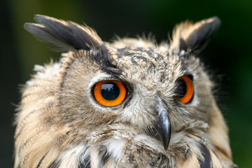 Jonge Europese oehoe man