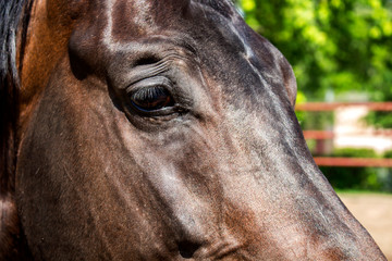 Portrait of a horse with a sad look
